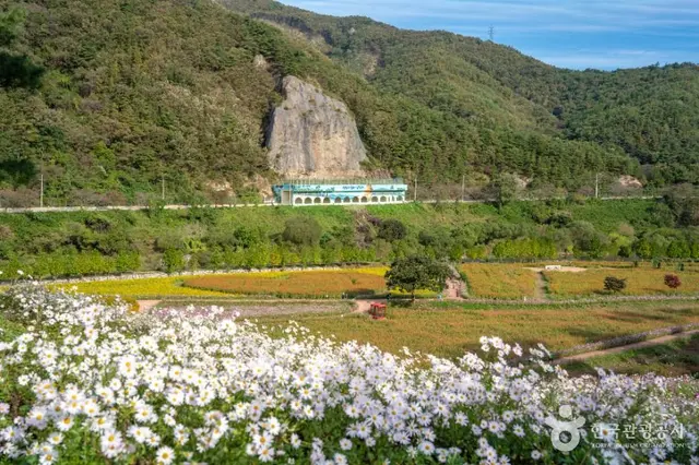 정읍 구절초 지방정원 사진