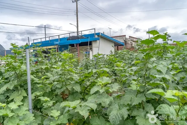 소담산딸기 사진