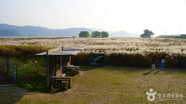 서천 신성리 갈대밭 사진