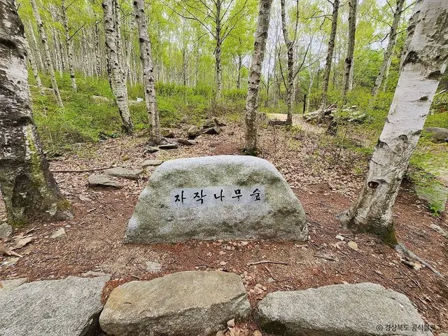 국립김천치유의숲 사진