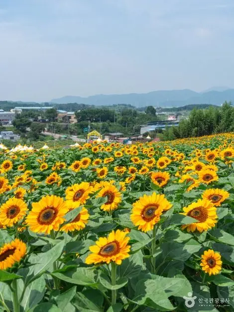 강주 해바라기마을 사진