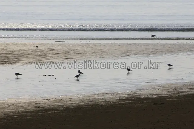 신두리해수욕장 사진