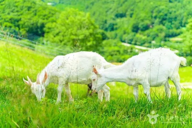 몽토랑산양목장&뷰카페 사진
