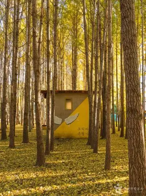 경주 도리마을 은행나무숲 사진
