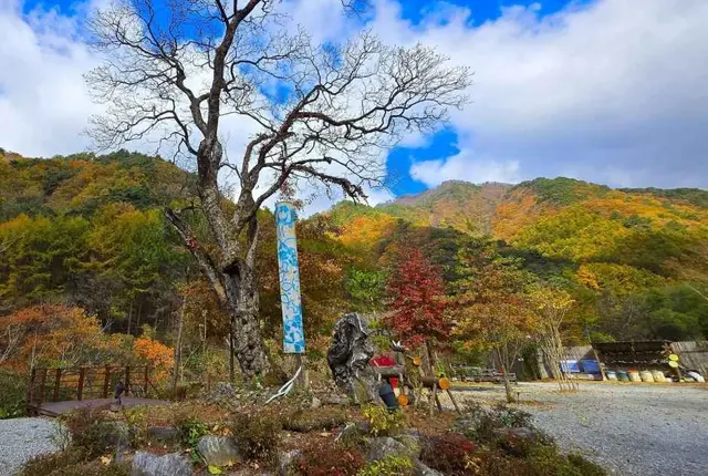 그린필로우 사진