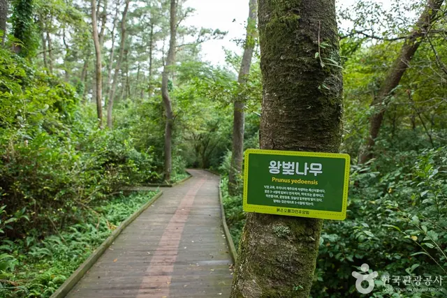 붉은오름자연휴양림 사진