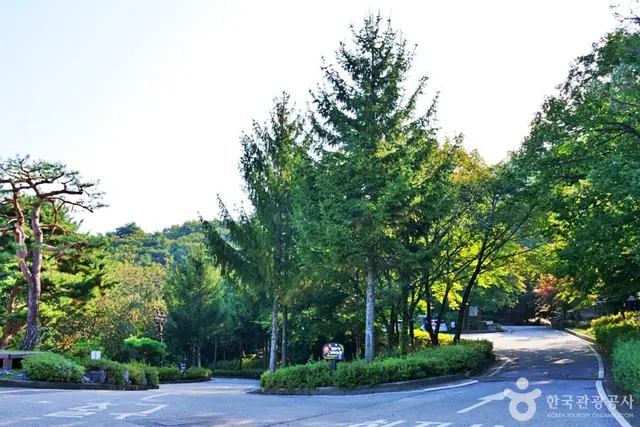 수레의산자연휴양림 사진