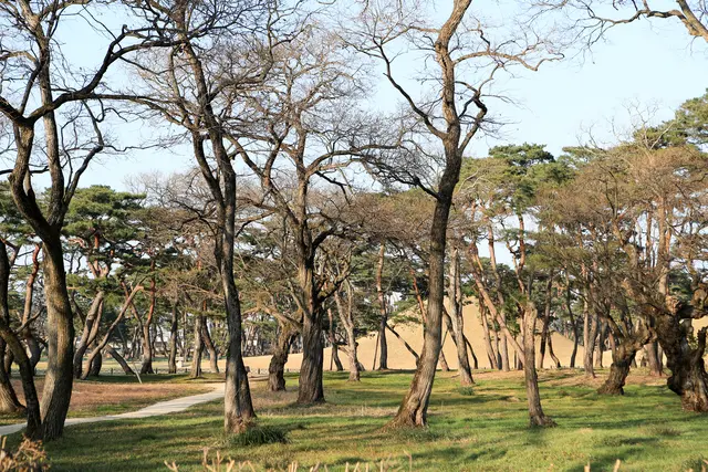 오릉 사진