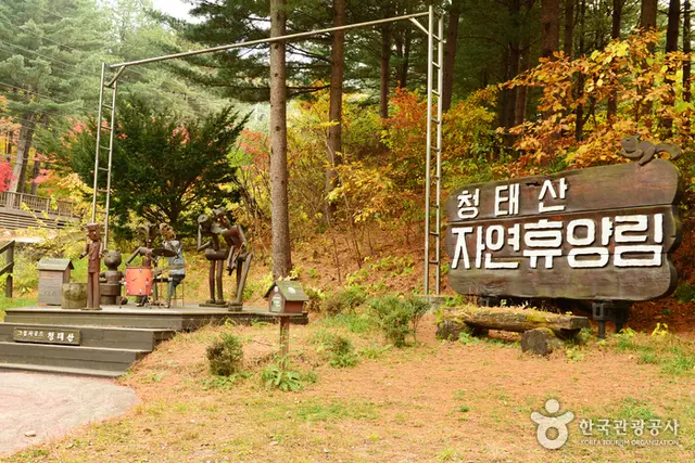 국립 청태산자연휴양림 사진