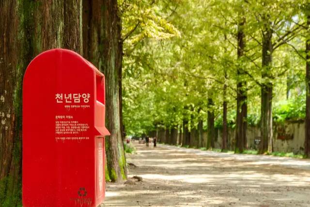 담양 메타세쿼이아길 사진