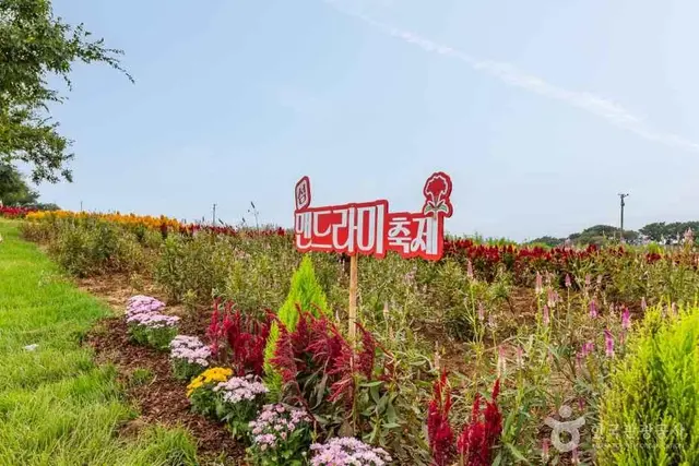 맨드라미정원 사진