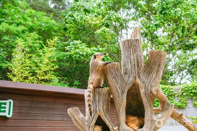 울산대공원동물원 사진