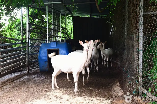 한우드림 동물체험장 사진
