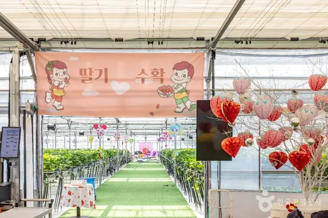 또로롱딸기 사진