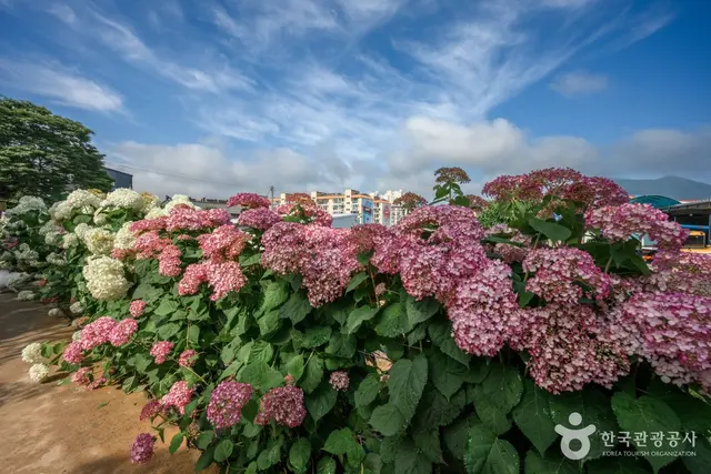 유구 색동수국정원 사진