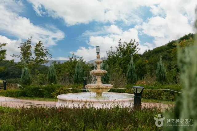 용인자작나무숲 사진