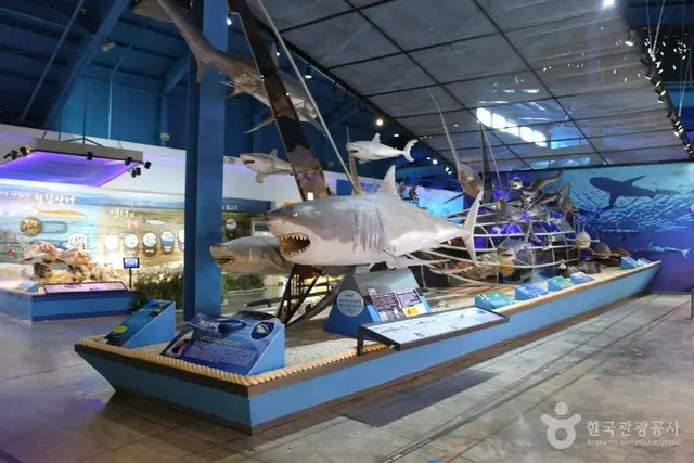 제주해양동물박물관 사진