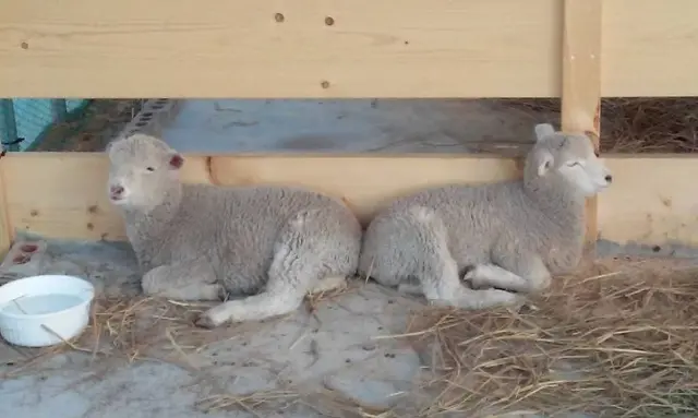 강릉아기동물농장 사진