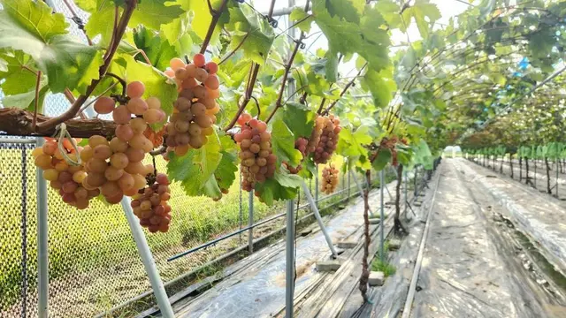 온달과평강농원 사진