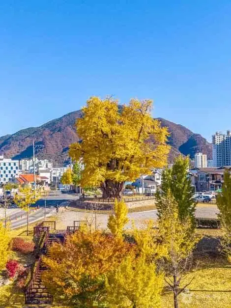 영월 하송리 은행나무 사진