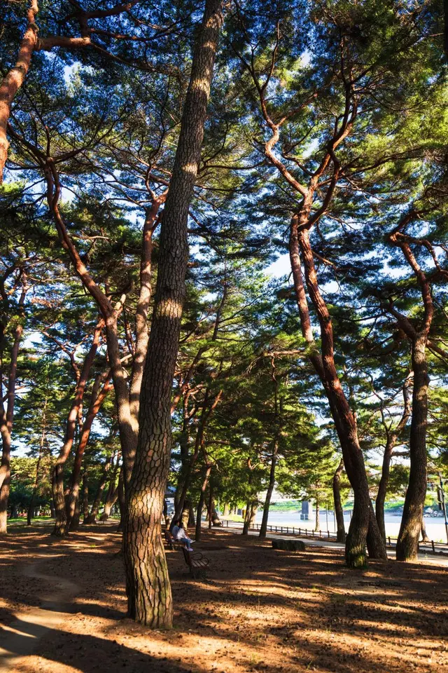 하동송림공원 사진