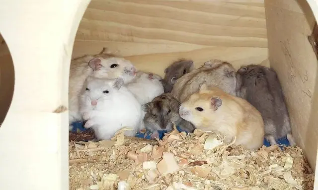 강릉아기동물농장 사진
