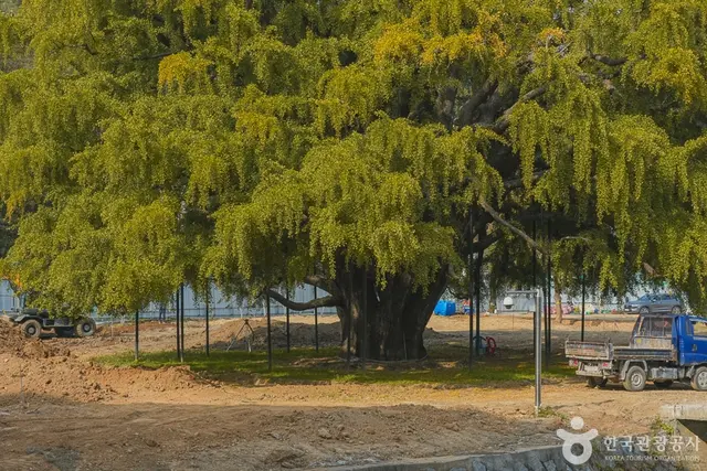 인천 장수동은행나무 사진