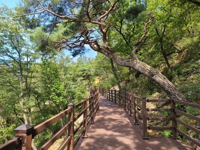 국립제천치유의숲 사진