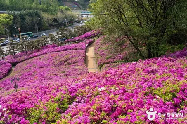 철쭉동산 사진