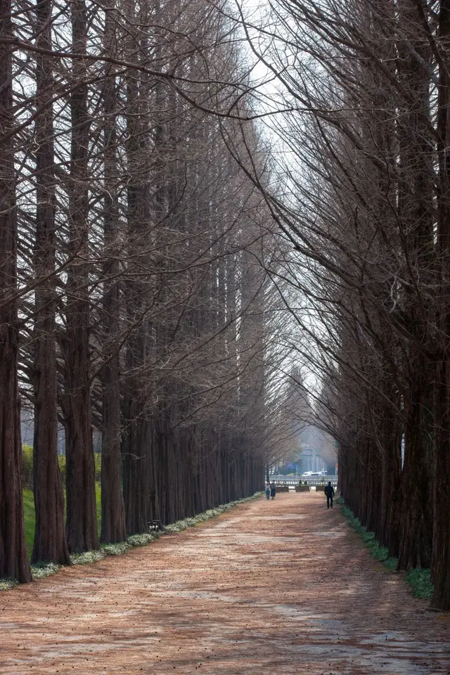 담양 메타세쿼이아길 사진