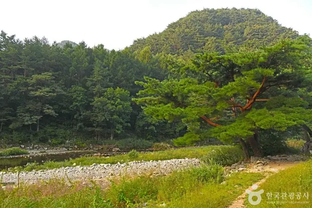 아침가리계곡 사진