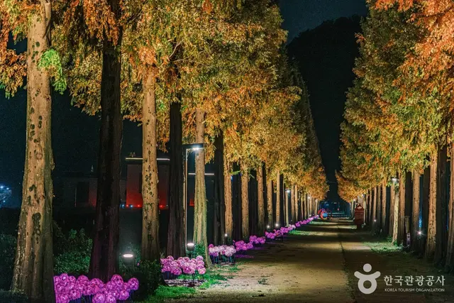 덕산 메타세쿼이아길 사진