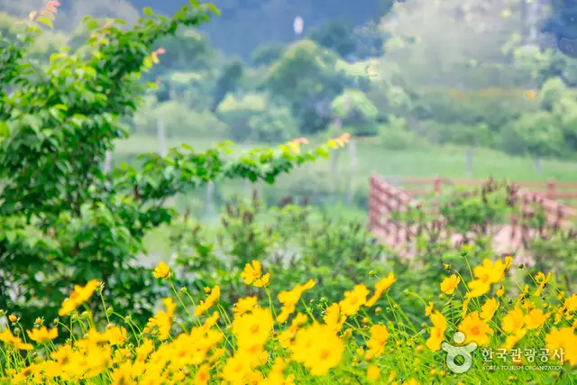 춘천 하중도수변생태공원 사진