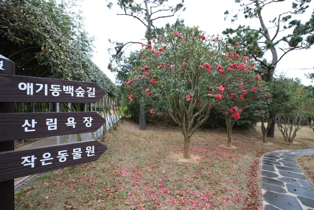1004섬 분재공원 사진