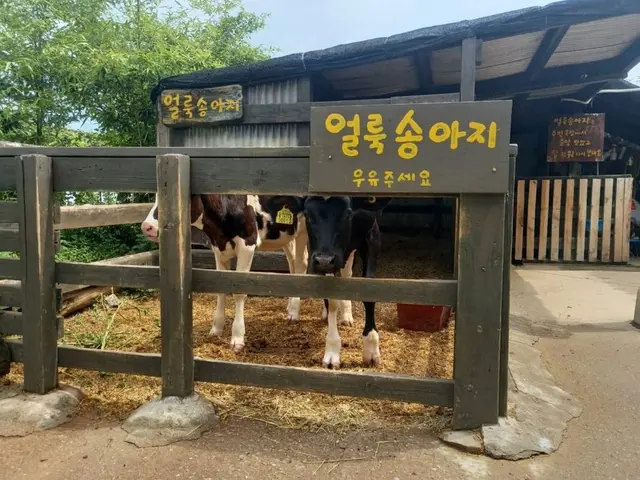대관령아기동물농장 사진