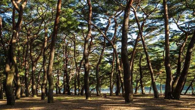 하동송림공원 사진