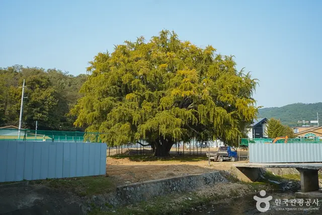 인천 장수동은행나무 사진