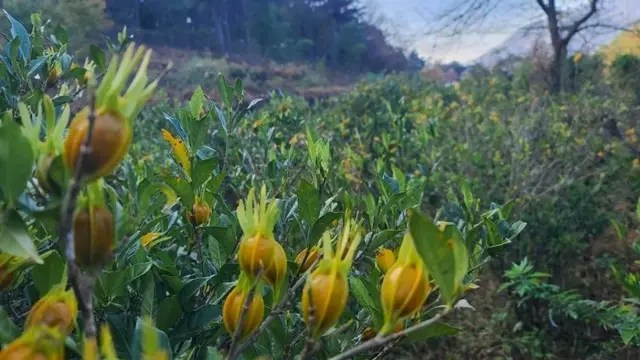 공룡자연농원 사진