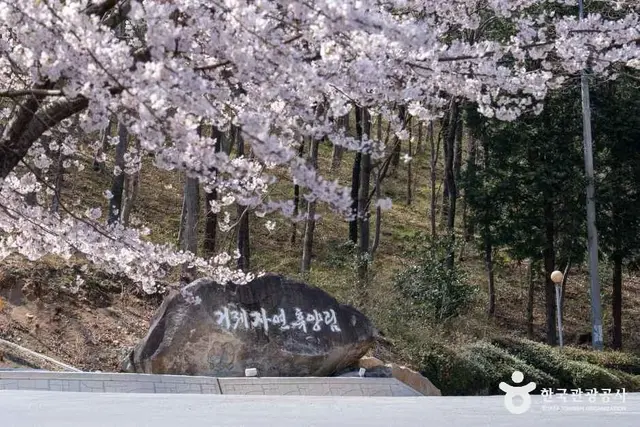 거제자연휴양림 사진