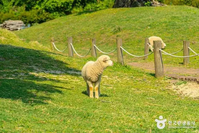 제주양떼목장 사진