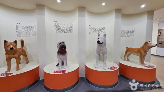 진도개테마파크 사진