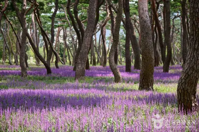 황성공원 사진