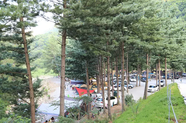 사랑나무캠핑장 사진