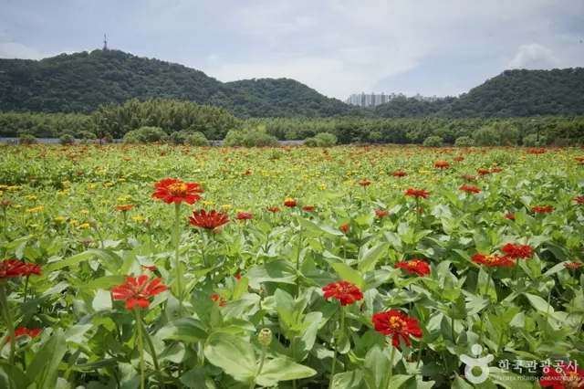 태화강 국가정원 사진