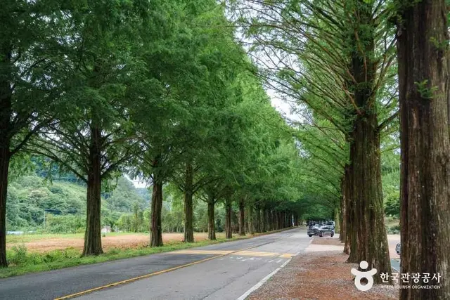 부귀 메타세쿼이아길 사진