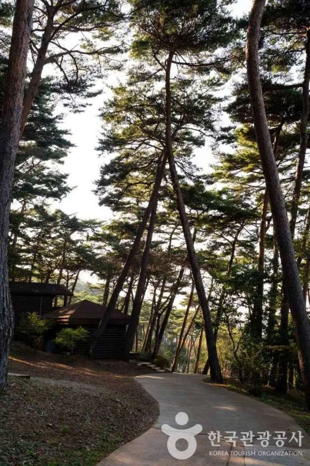 안면도자연휴양림 사진