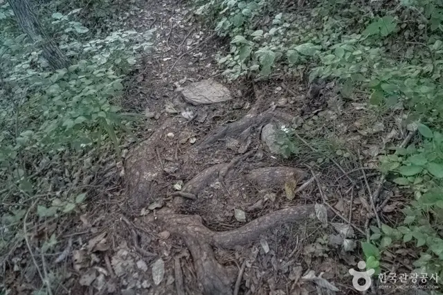 나리소전망대 사진