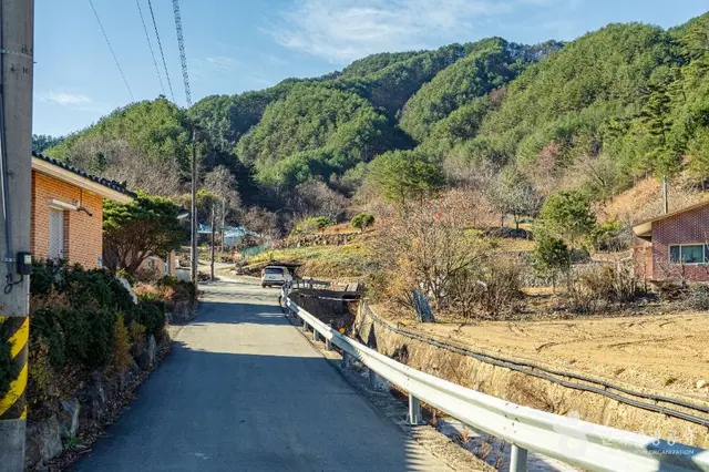 삼척 가시오가피마을 사진