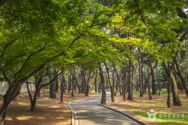 경주 대릉원 사진