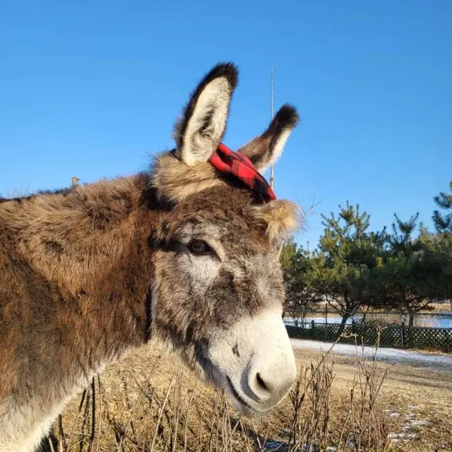 동키스타즈 사진